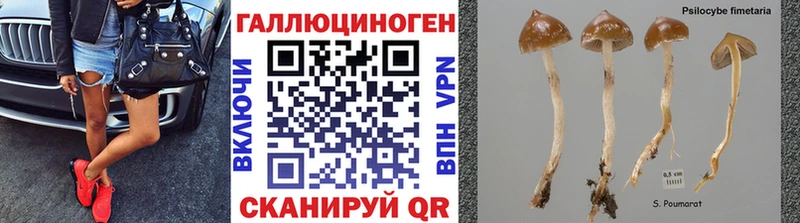 Купить где  Инта  Псилоцибиновые грибы Psilocybe 